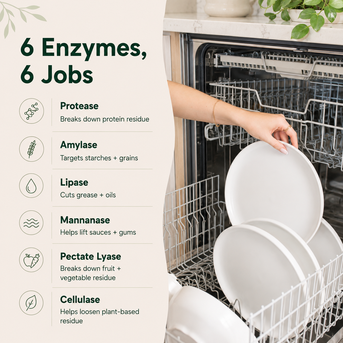 Enzyme Dishwasher Detergent Powder